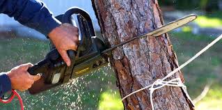 Best Tree Disease Treatment  in Avra Valley, AZ