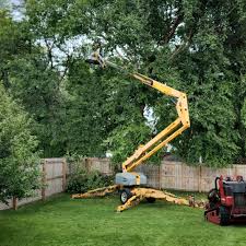 Best Root Management and Removal  in Avra Valley, AZ