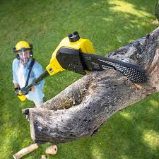 Best Tree Cabling and Bracing  in Avra Valley, AZ