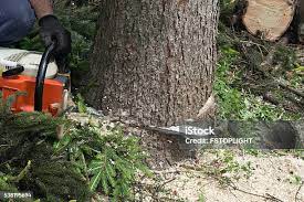 Best Firewood Processing and Delivery  in Avra Valley, AZ