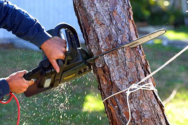 Best Tree Risk Assessment  in Avra Valley, AZ