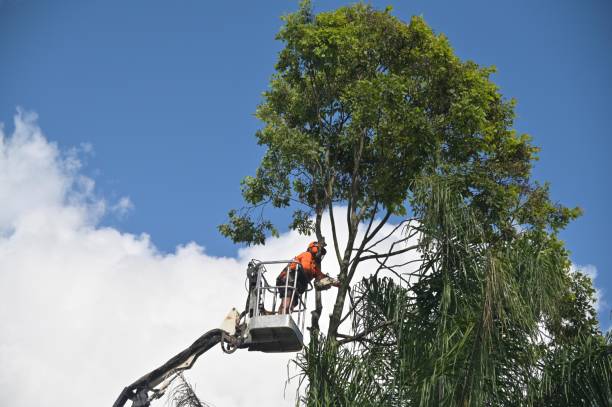 Best Tree Mulching  in Avra Valley, AZ
