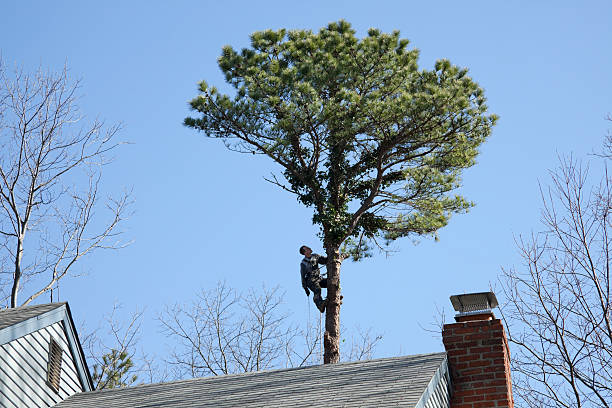 How Our Tree Care Process Works  in  Avra Valley, AZ